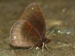 Manerebia cyclopella
