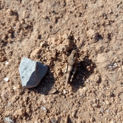 Oedipodinae