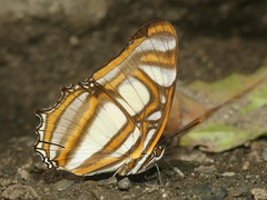 Metamorpha elissa
