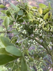 Phoradendron leucarpum