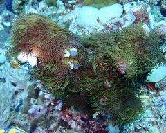 Acrozoanthus australiae