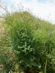 Thalictrum minus