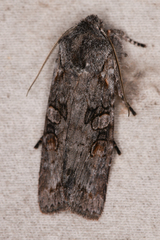 Lithophane pertorrida