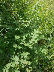 Thalictrum minus