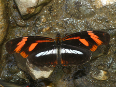 Podotricha telesiphe