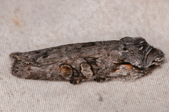 Lithophane pertorrida