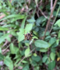 Macracantha