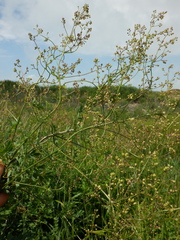 Thalictrum minus
