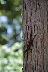 Anolis sagrei