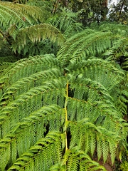 Lophosoria quadripinnata