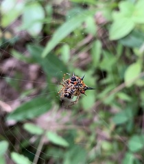 Macracantha
