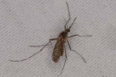 Culex tarsalis
