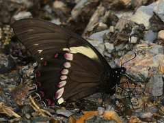 Papilio menatius