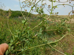 Thalictrum minus