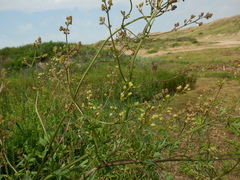 Thalictrum minus