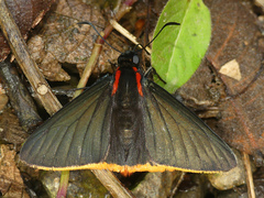Pyrrhopyge hadassa