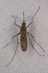 Culex tarsalis