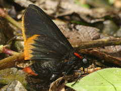 Pyrrhopyge hadassa