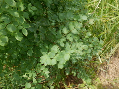 Thalictrum minus