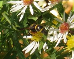 Parancistrocerus perennis