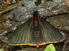 Pyrrhopyge hadassa