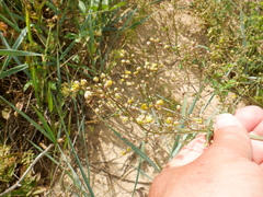 Thalictrum minus