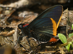 Pyrrhopyge hadassa