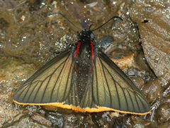 Pyrrhopyge telassa