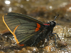 Pyrrhopyge telassa