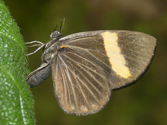 Setabis buckleyi