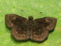 Staphylus vulgata