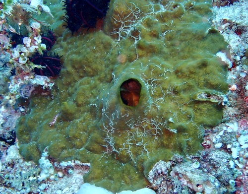 Vagabond Boring Sponge