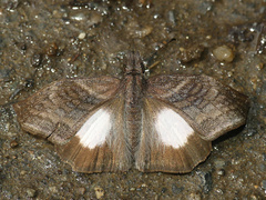 Theagenes albiplaga