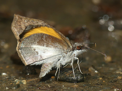 Theagenes albiplaga