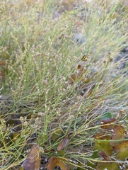 Baccharis sergiloides