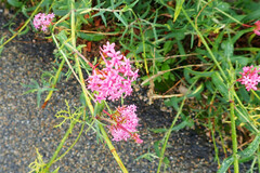 Centranthus