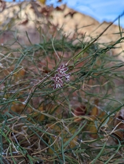 Funastrum heterophyllum