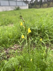 Linaria spartea