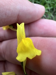 Linaria spartea