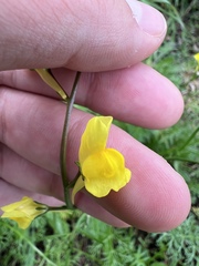 Linaria spartea