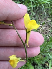 Linaria spartea