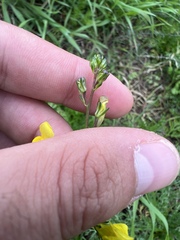 Linaria spartea