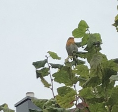 Erithacus rubecula