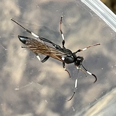 Stenichneumon militarius