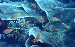 Pseudanthias huchtii