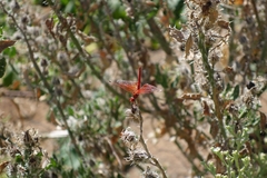 Trithemis kirbyi