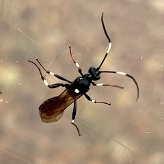 Stenichneumon militarius