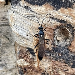 Stenichneumon militarius