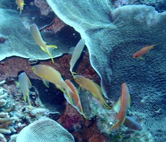 Pseudanthias huchtii