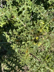 Solanum sisymbriifolium